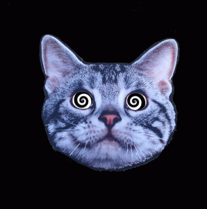 hypnocat